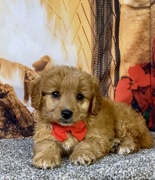Photo of Mr. Dandy the F1B Micro Mini-Bernedoodle puppy