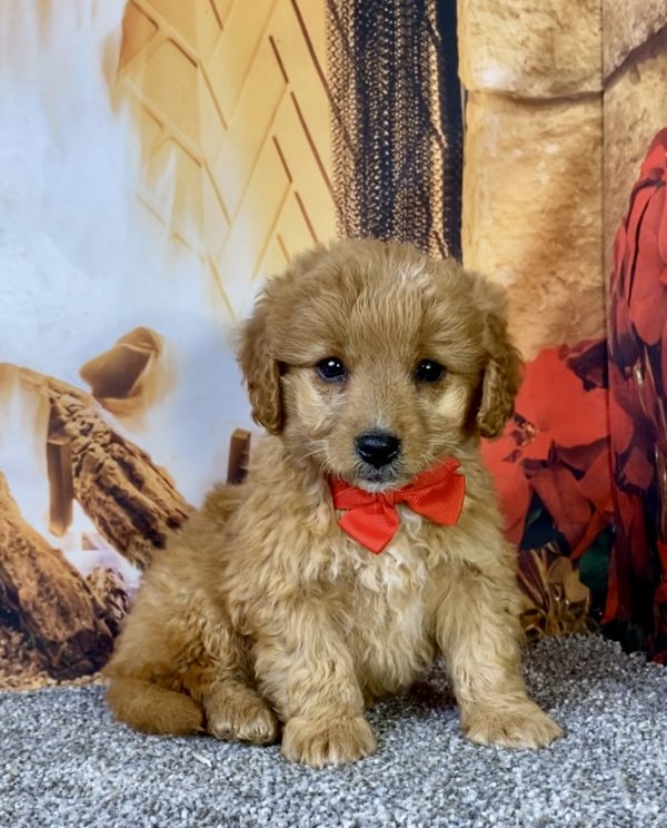 Mr. Dandy the F1B Micro Mini-Goldendoodle puppy