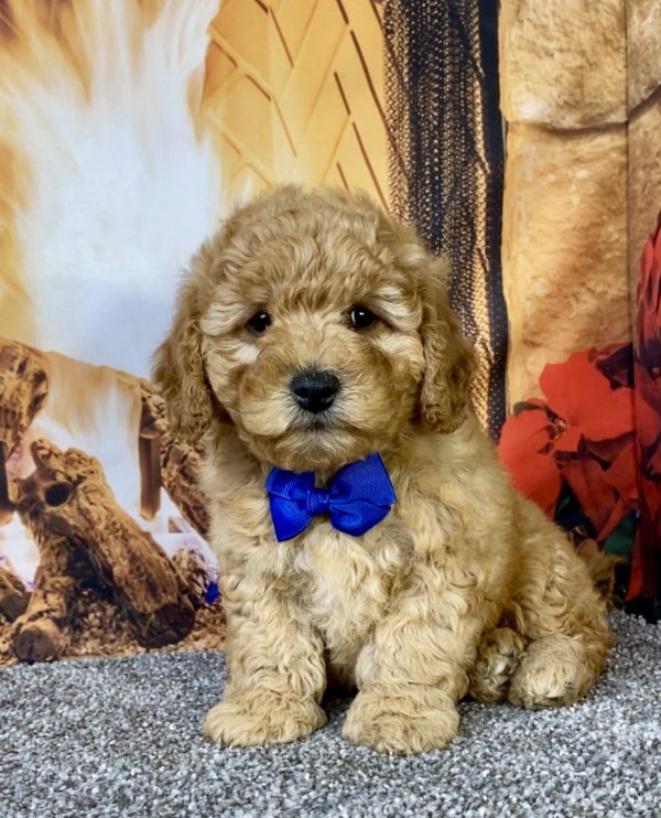 Mr. Diesel the F1B Micro Mini-Goldendoodle puppy