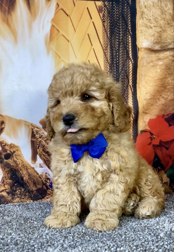 Photo of Mr. Diesel the F1B Micro Mini-Bernedoodle puppy