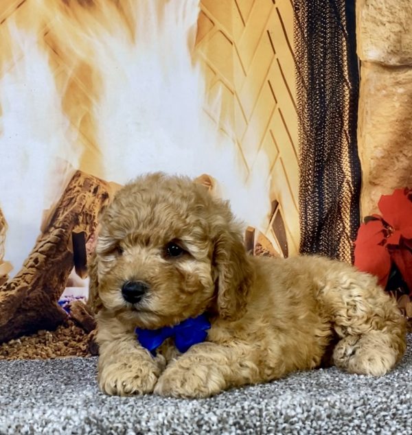 Photo of Mr. Diesel the F1B Micro Mini-Bernedoodle puppy
