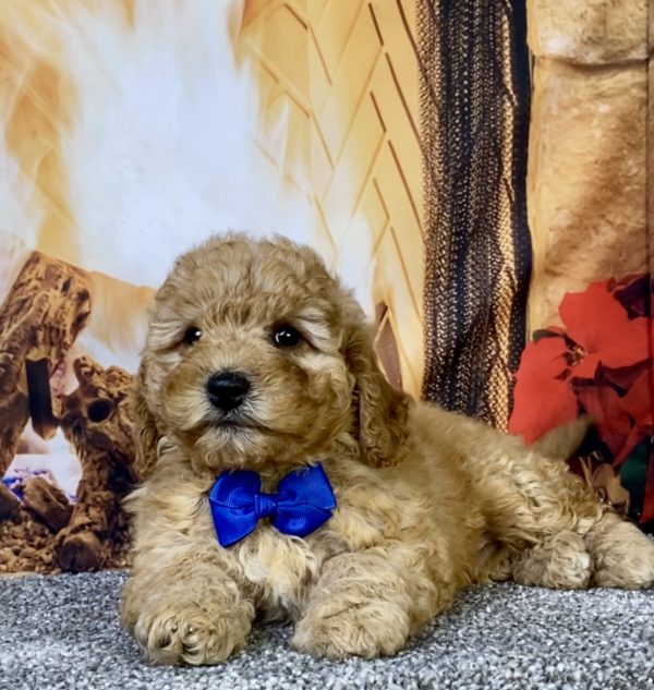 Photo of Mr. Diesel the F1B Micro Mini-Bernedoodle puppy