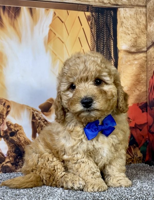 Mr. Diesel the F1B Micro Mini-Goldendoodle puppy
