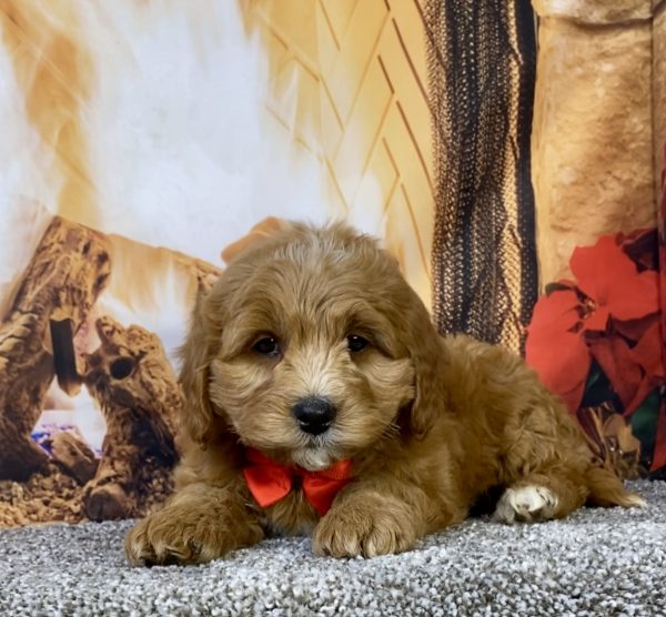 Photo of Mr. Duramax the F1B Micro Mini-Bernedoodle puppy
