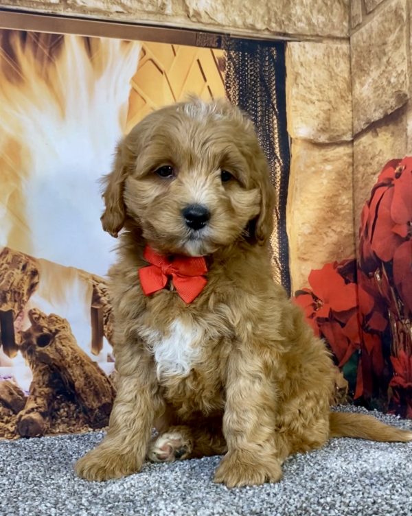 Mr. Duramax the F1B Micro Mini-Goldendoodle puppy