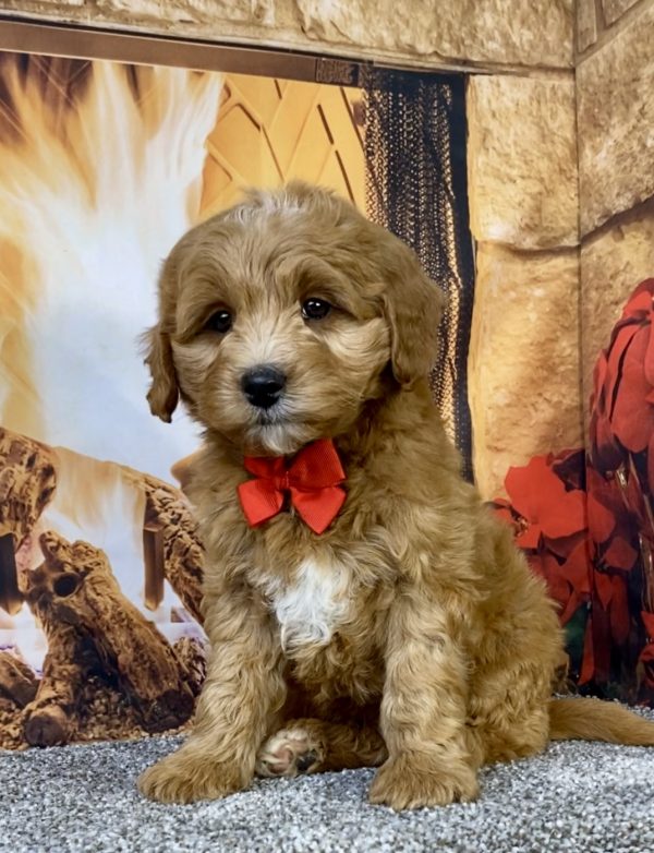 Photo of Mr. Duramax the F1B Micro Mini-Bernedoodle puppy