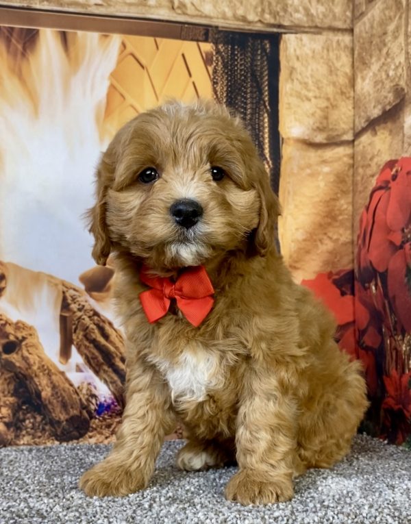 Photo of Mr. Duramax the F1B Micro Mini-Bernedoodle puppy