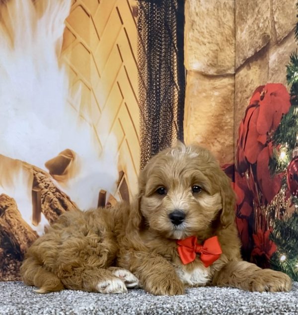 Photo of Mr. Duramax the F1B Micro Mini-Bernedoodle puppy