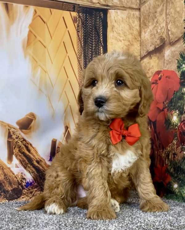 Photo of Mr. Duramax the F1B Micro Mini-Bernedoodle puppy