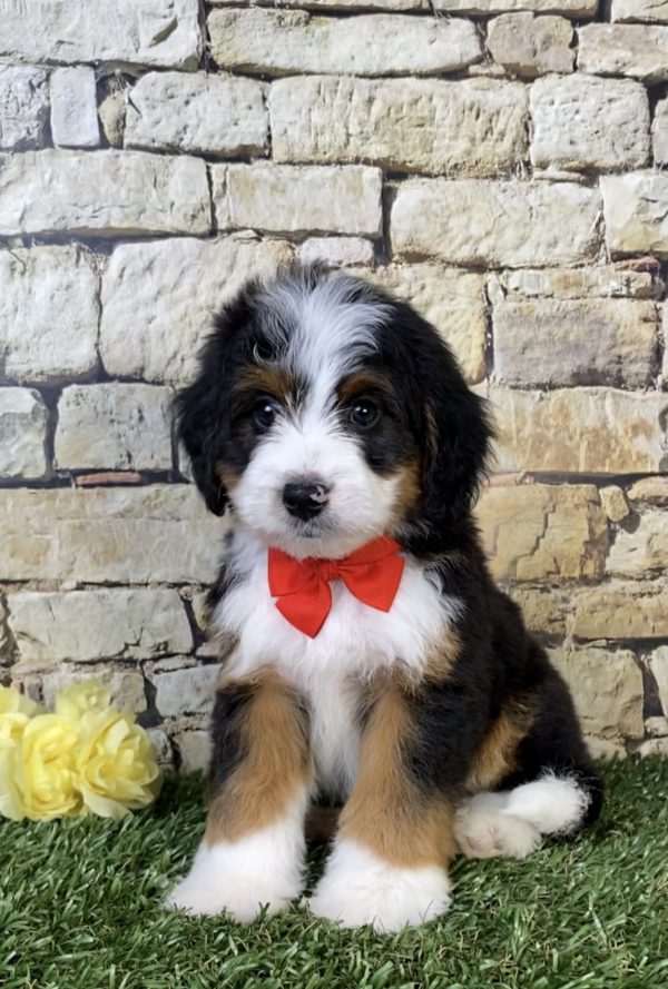 Mr. Parker the  Mini-Bernedoodle puppy