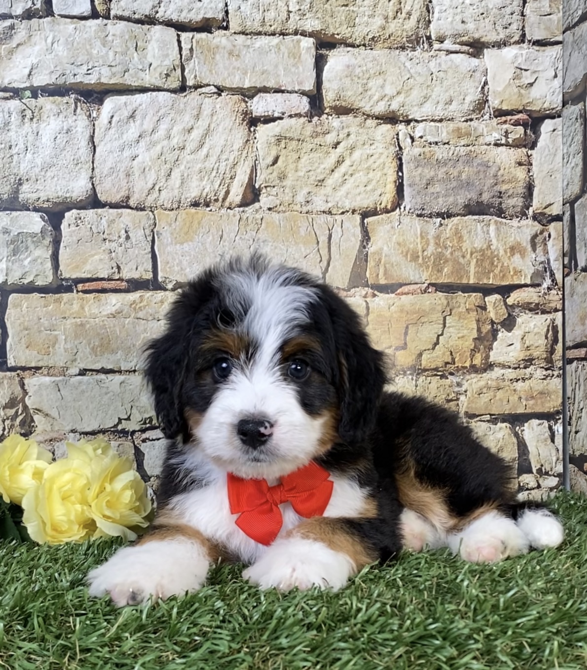 Photo of Mr. Parker the Mini-Bernedoodle puppy