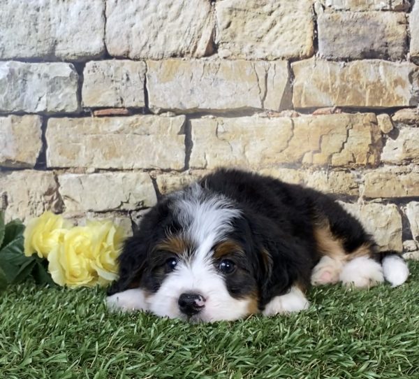 Photo of Mr. Parker the Mini-Bernedoodle puppy