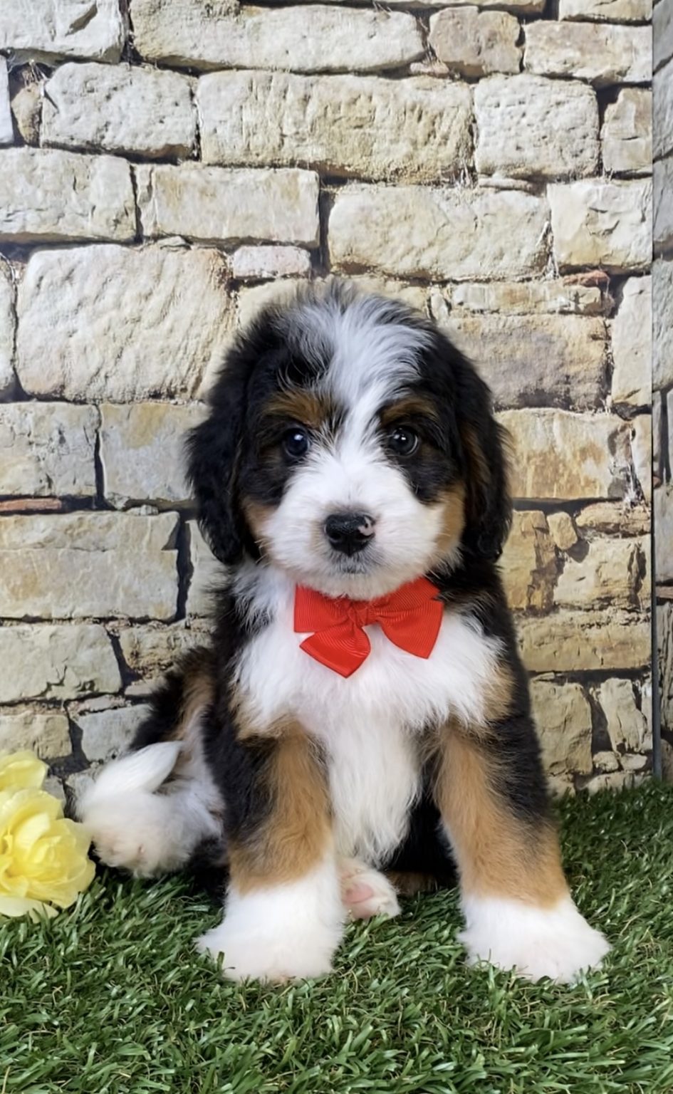 Photo of Mr. Parker the Mini-Bernedoodle puppy