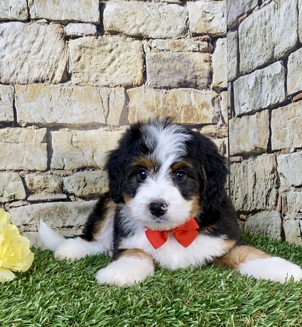 Photo of Mr. Parker the Mini-Bernedoodle puppy