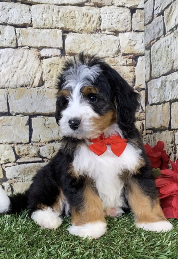 Mr. Patrick the  Mini-Bernedoodle puppy