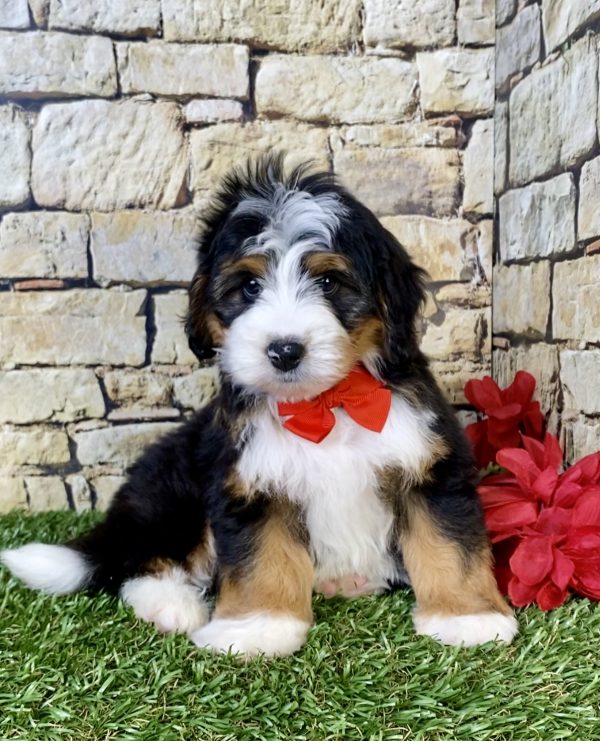 Mr. Patrick the  Mini-Bernedoodle puppy