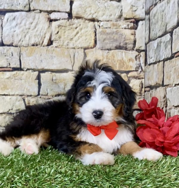 Photo of Mr. Patrick the Mini-Bernedoodle puppy
