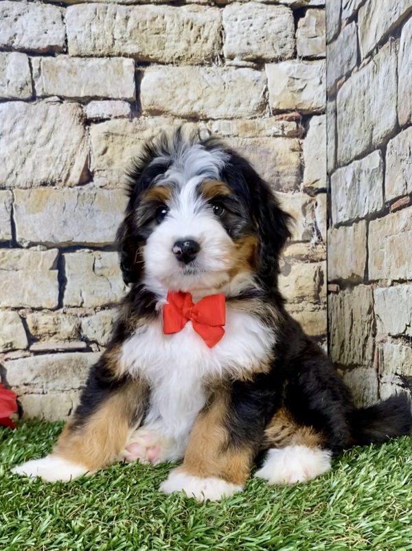 Photo of Mr. Patrick the Mini-Bernedoodle puppy