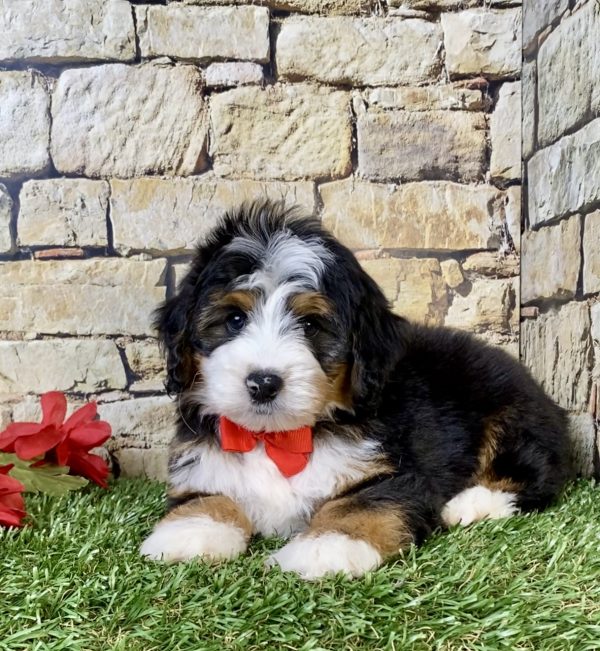 Photo of Mr. Patrick the Mini-Bernedoodle puppy