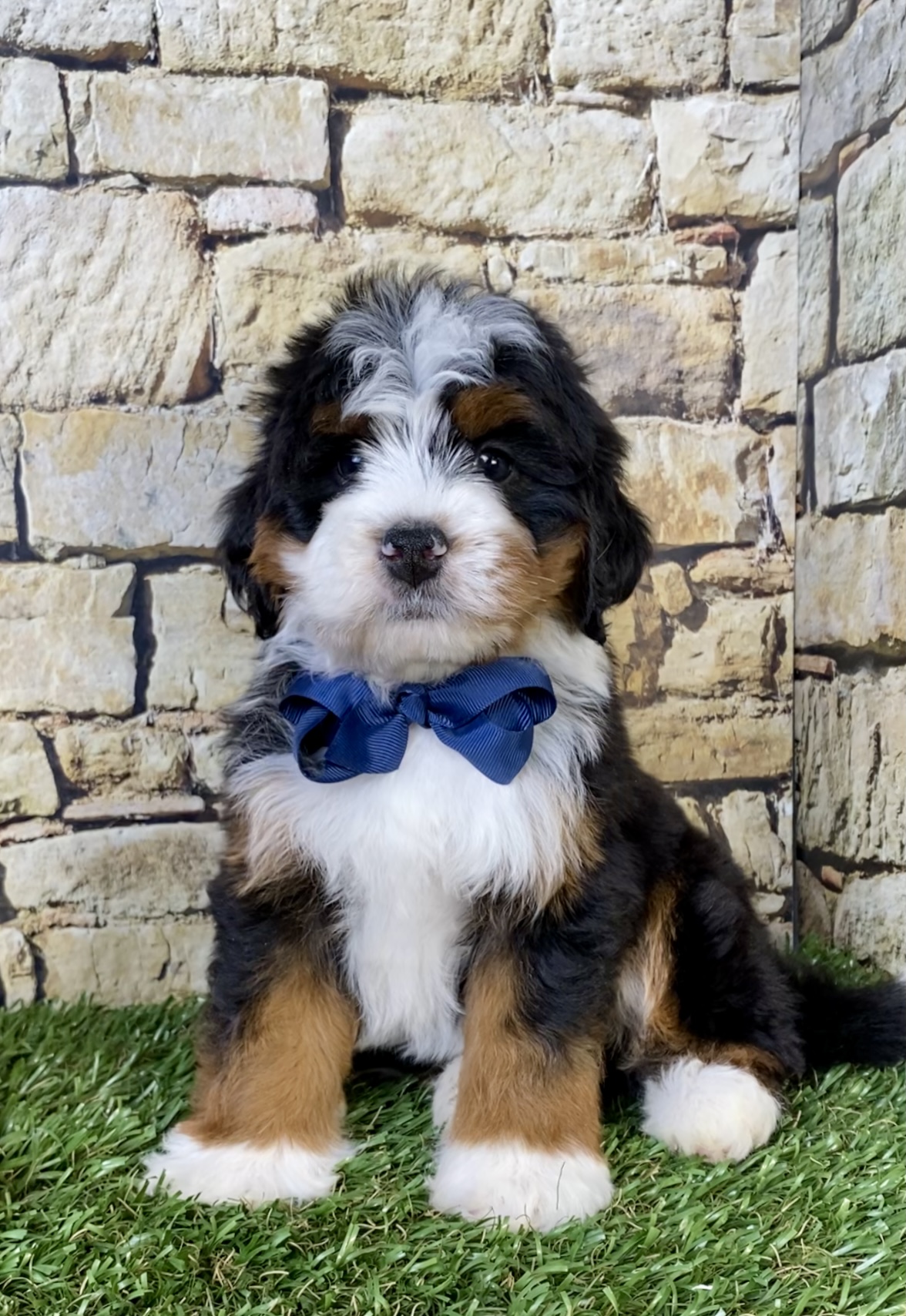 Photo of Mr. Paxton the Mini-Bernedoodle puppy