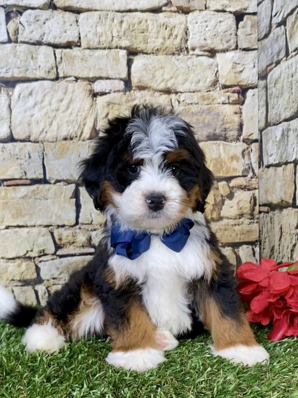 Photo of Mr. Paxton the Mini-Bernedoodle puppy