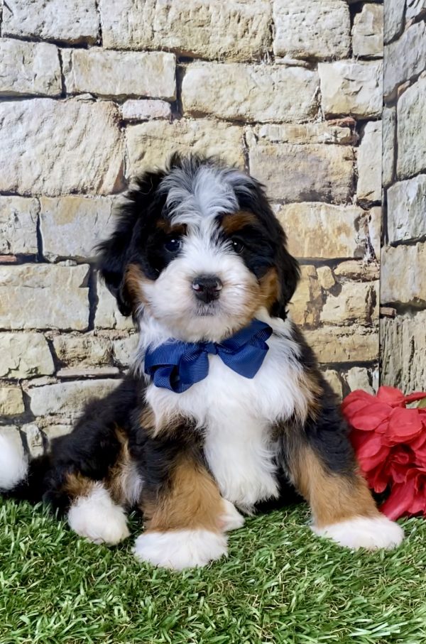 Photo of Mr. Paxton the Mini-Bernedoodle puppy