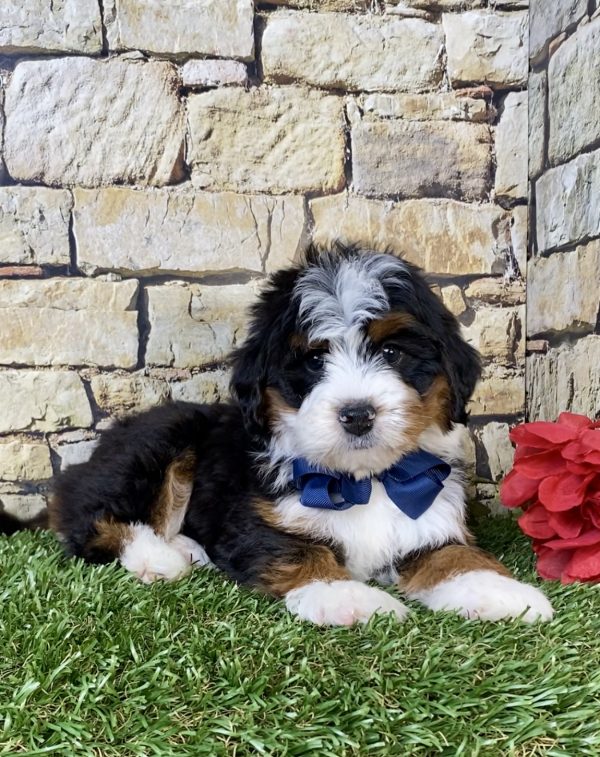 Photo of Mr. Paxton the Mini-Bernedoodle puppy