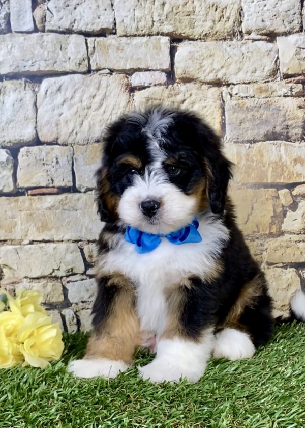 Mr. Phoenix the  Mini-Bernedoodle puppy