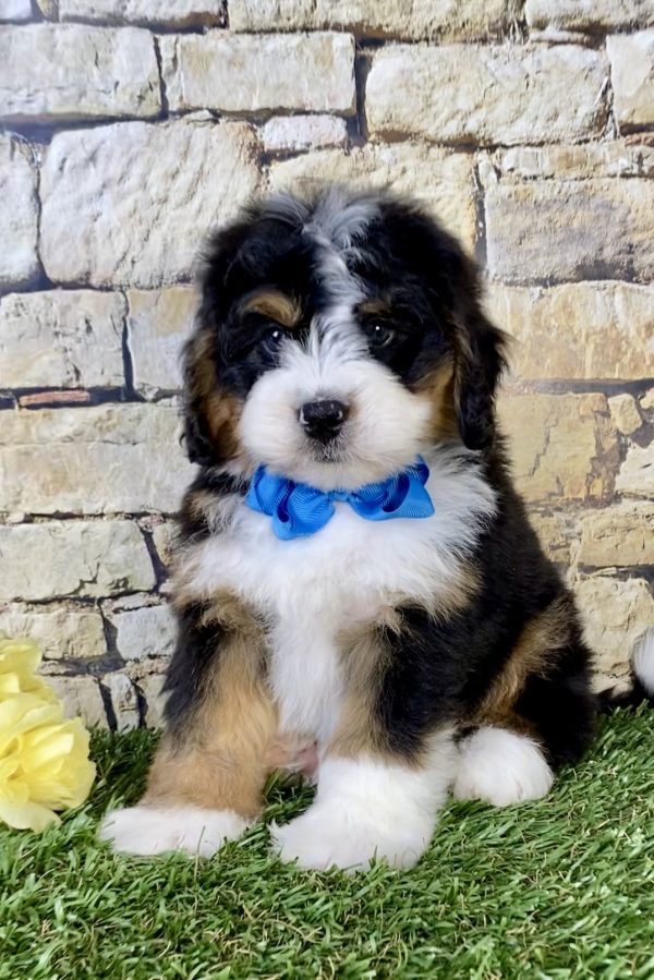 Photo of Mr. Phoenix the Mini-Bernedoodle puppy