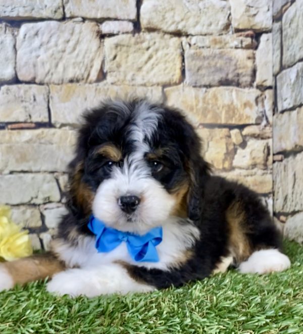 Photo of Mr. Phoenix the Mini-Bernedoodle puppy
