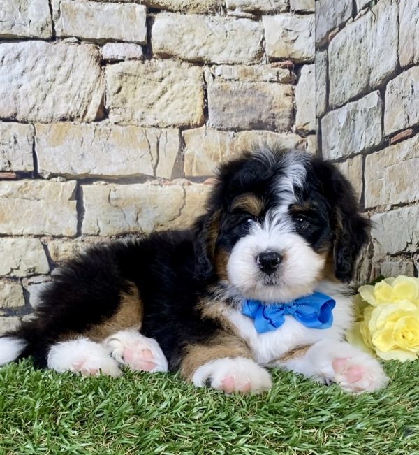 Photo of Mr. Phoenix the Mini-Bernedoodle puppy