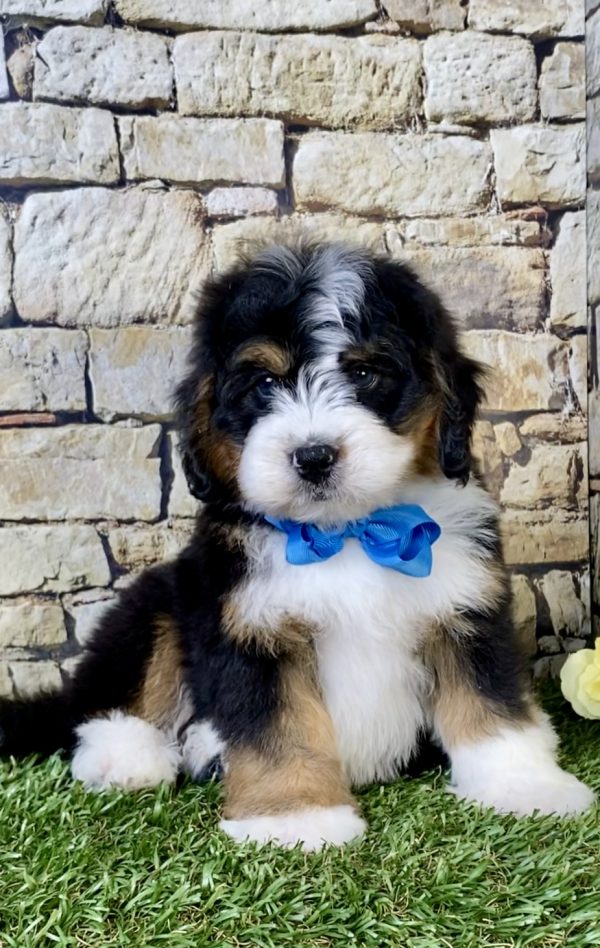 Photo of Mr. Phoenix the Mini-Bernedoodle puppy
