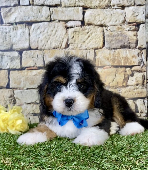 Photo of Mr. Phoenix the Mini-Bernedoodle puppy