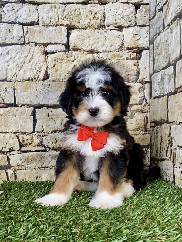 Mr. Preston the  Mini-Bernedoodle puppy