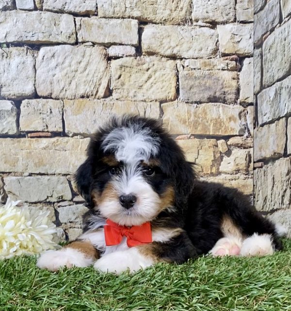Photo of Mr. Preston the Mini-Bernedoodle puppy