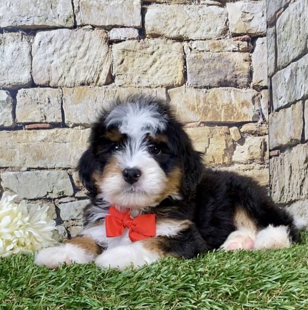 Photo of Mr. Preston the Mini-Bernedoodle puppy