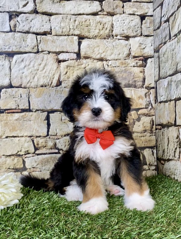 Photo of Mr. Preston the Mini-Bernedoodle puppy