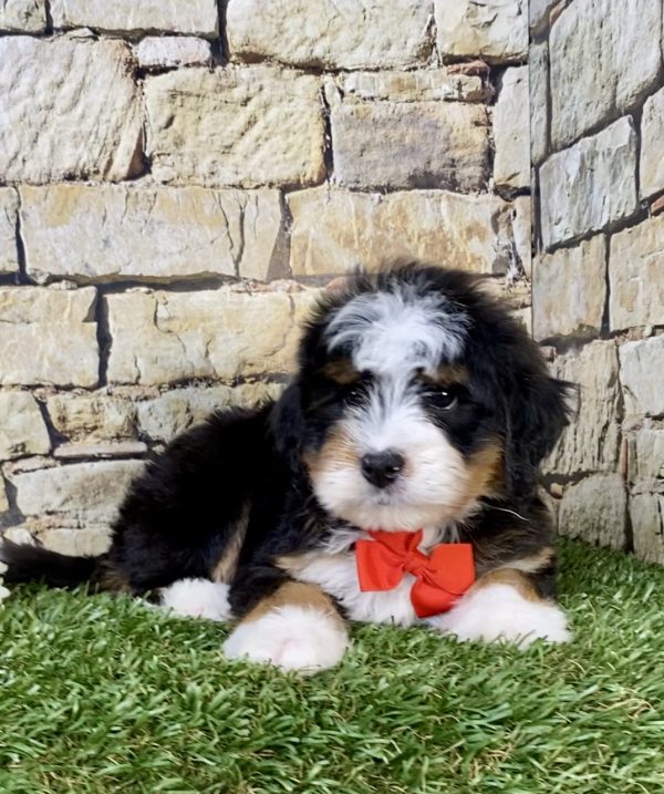 Photo of Mr. Preston the Mini-Bernedoodle puppy
