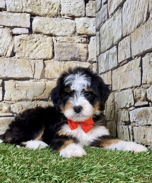 Photo of Mr. Preston the Mini-Bernedoodle puppy