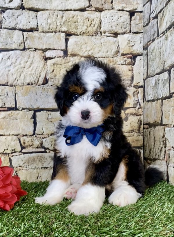 Mr. Prince the  Mini-Bernedoodle puppy