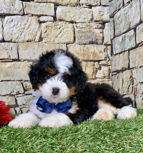 Photo of Mr. Prince the Mini-Bernedoodle puppy