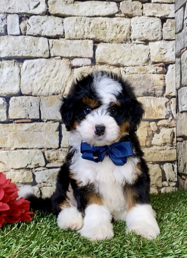 Photo of Mr. Prince the Mini-Bernedoodle puppy