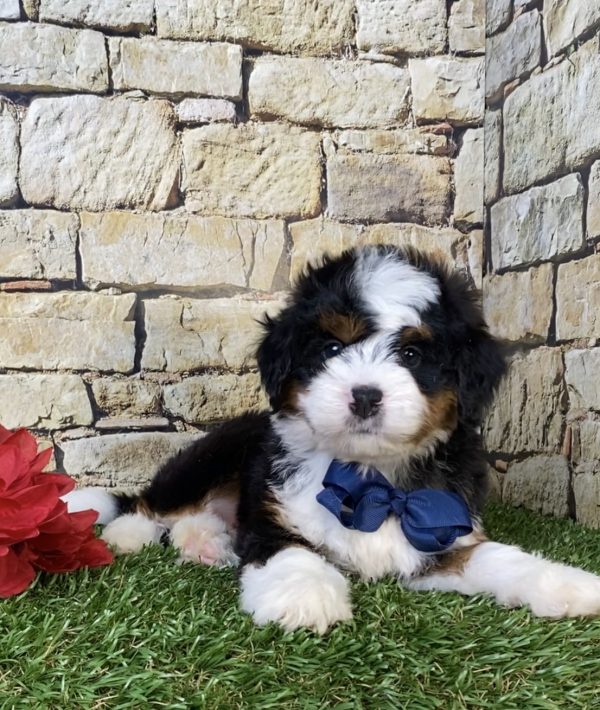 Photo of Mr. Prince the Mini-Bernedoodle puppy