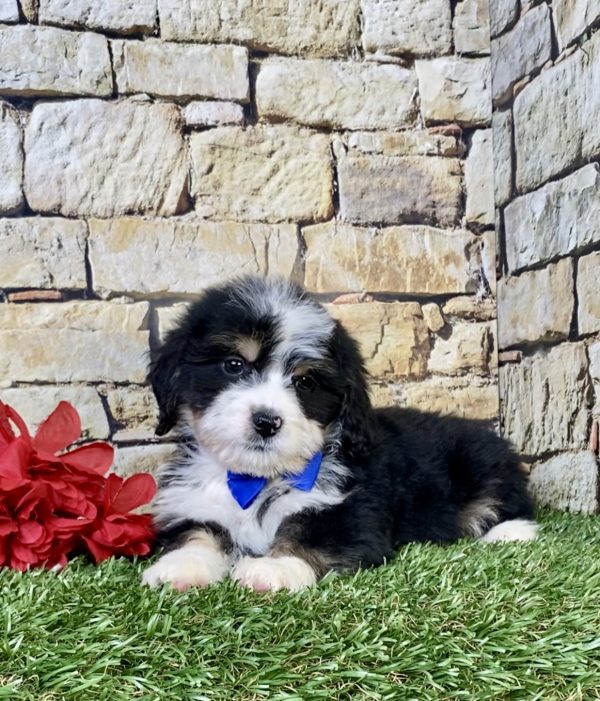 Mr. Rambo the Mini-Bernedoodle puppy