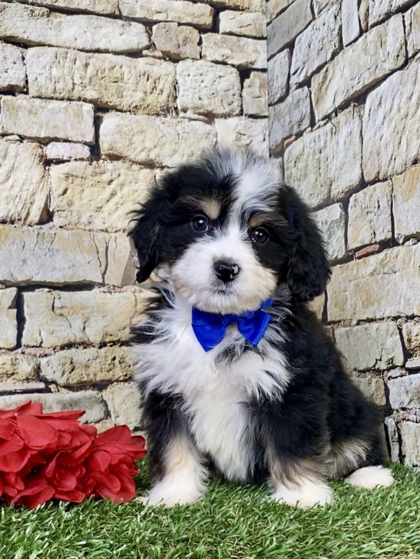 Mr. Rambo the  Mini-Bernedoodle puppy