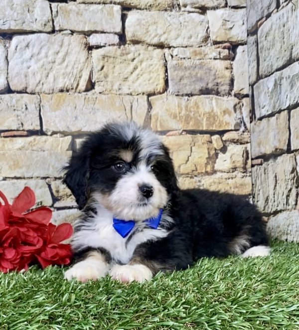 Photo of Mr. Rambo the Mini-Bernedoodle puppy