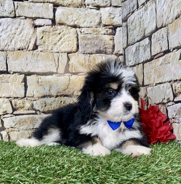 Photo of Mr. Rambo the Mini-Bernedoodle puppy