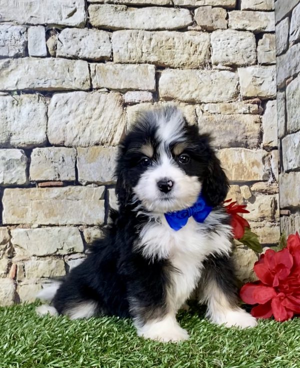 Photo of Mr. Rambo the Mini-Bernedoodle puppy