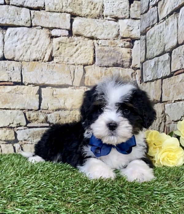 Mr. Ranger the Mini-Bernedoodle puppy