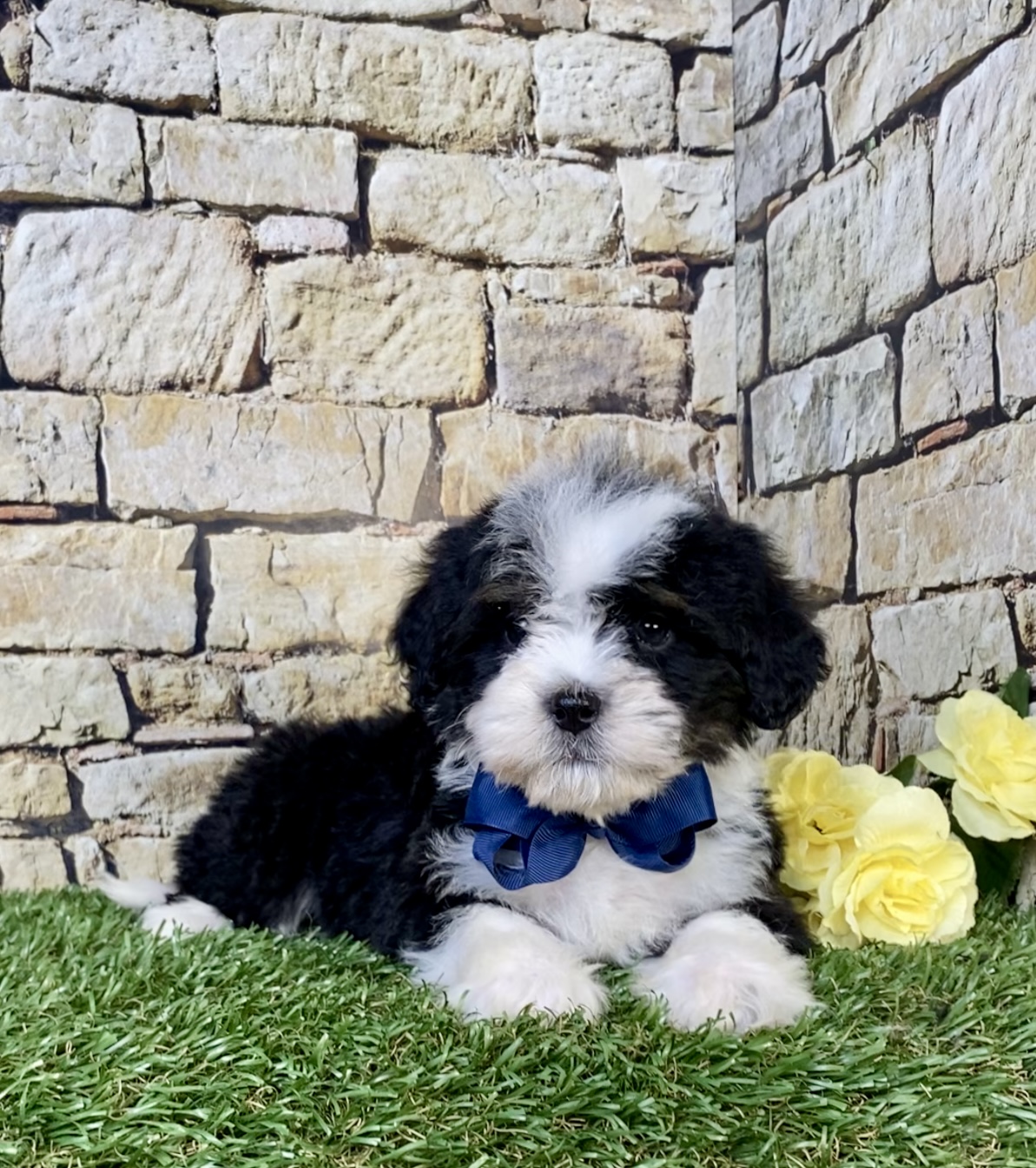 Photo of Mr. Ranger the Mini-Bernedoodle puppy